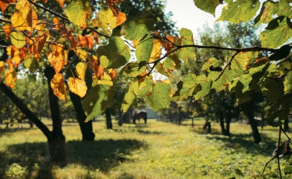 Трещина в стволе — не приговор: дедовский способ спасти любое дерево — секрет замазки спасает сад