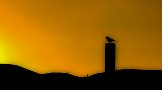 Вирусная гипотеза: почему все говорят, что пирамиды строили не египтяне и гораздо раньше, чем думали Вирусная гипотеза: почему все говорят, что пирамиды строили не египтяне и гораздо раньше, чем думали