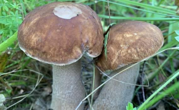 Мыть или не мыть шампиньоны? Вот секрет идеальных грибов — лучше запомнить раз и навсегда Мыть или не мыть шампиньоны? Вот секрет идеальных грибов — лучше запомнить раз и навсегда